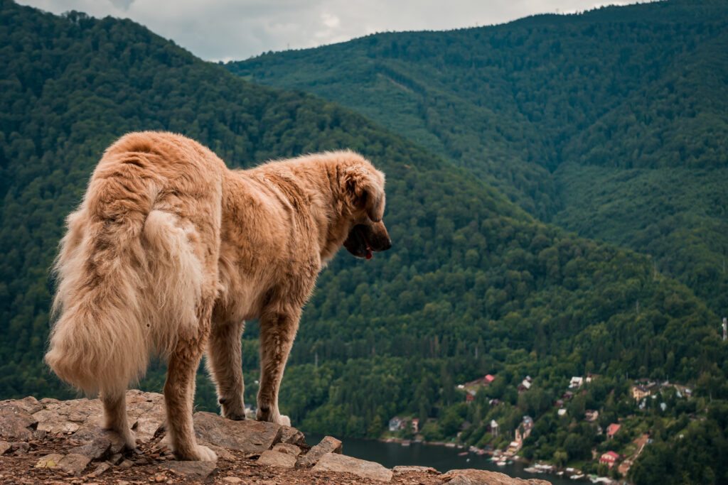 Como Criar um Kangal: Espaço, Alimentação e Exercícios
