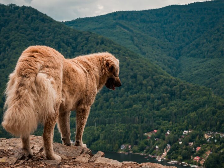 Como Criar um Kangal: Espaço, Alimentação e Exercícios