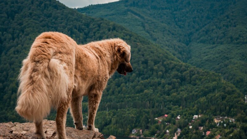 Como Criar um Kangal: Espaço, Alimentação e Exercícios